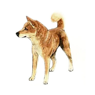 Red | source: JKC Illustrated Standard