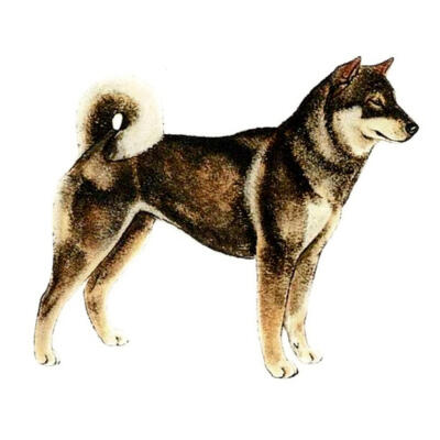 Black Sesame | source: JKC Illustrated Standard