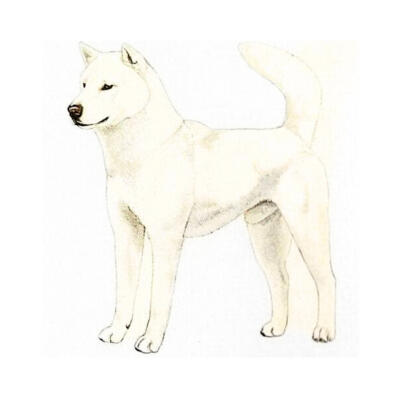 White | source: JKC Illustrated Standard