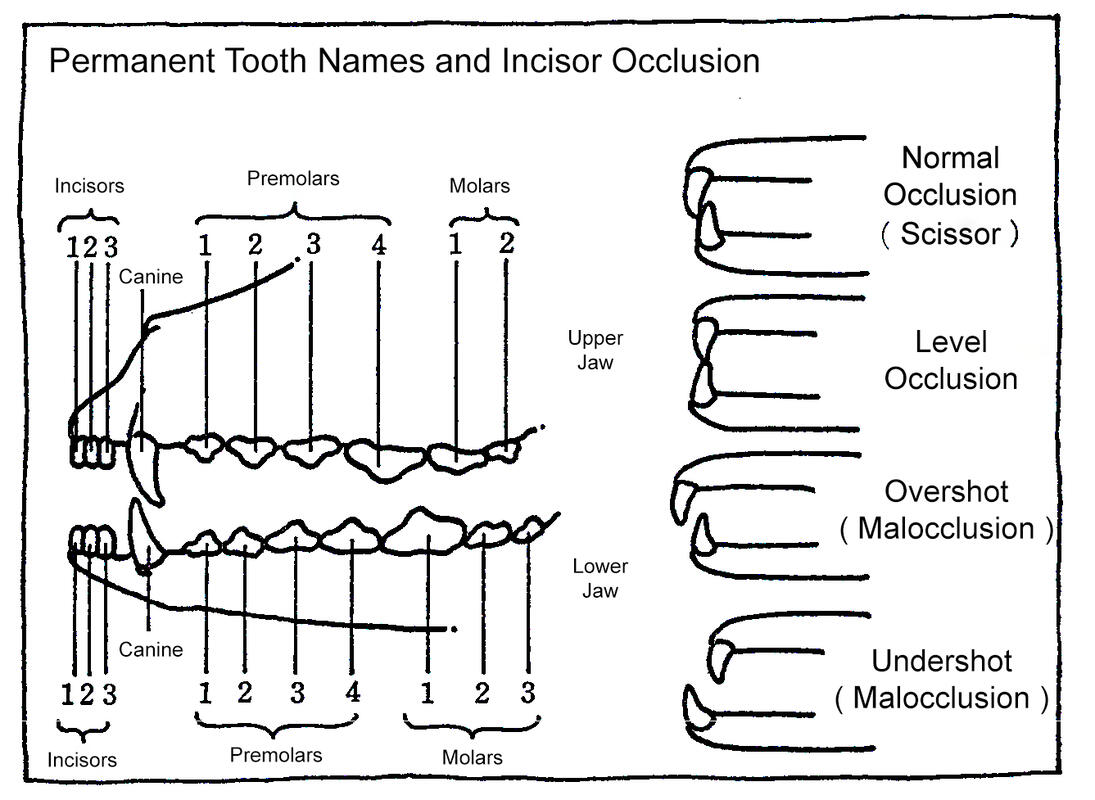 Dentition and Bite